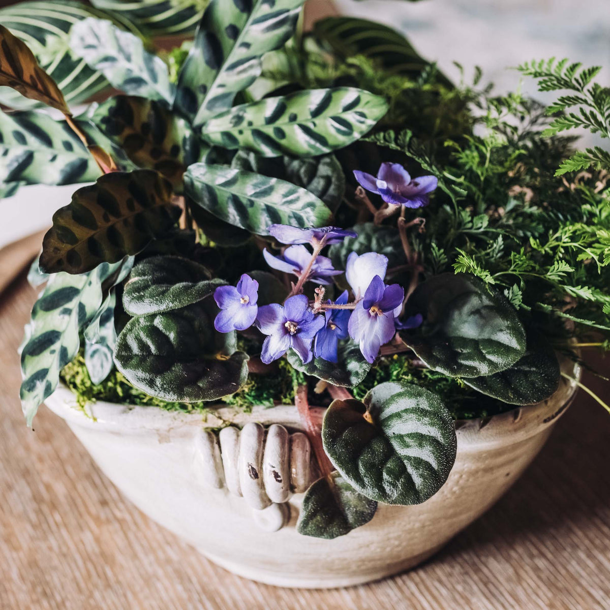 Plants