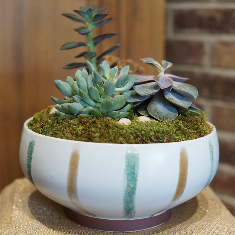 Potted succulent plant on a wooden surface with a brick wall background