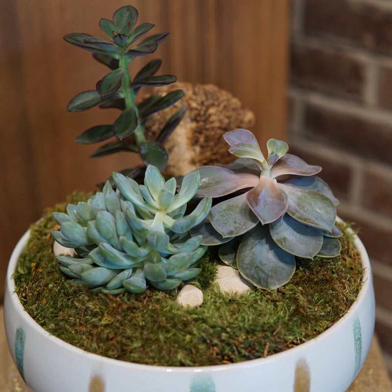 Moss-covered planter with succulents on a wooden surface