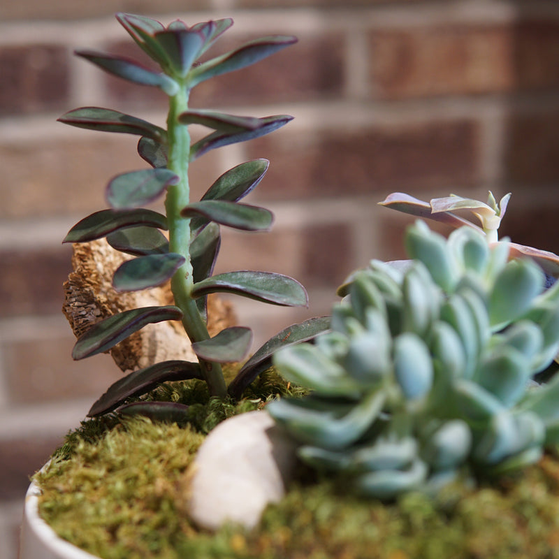 Close-up of a succulent plant in a decorative pot with a blurred background
