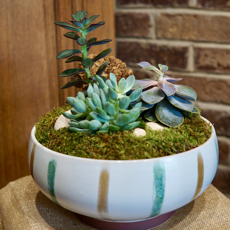 Potted succulent plant with a brick wall background