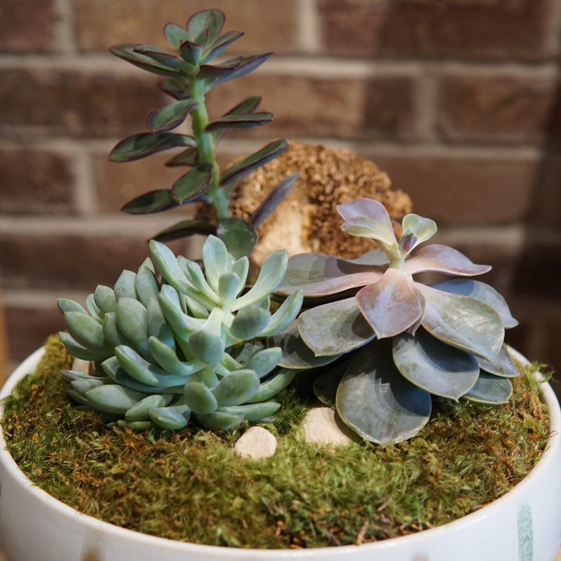 Decorative pot with succulents and moss against a brick wall.