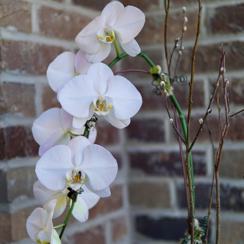 Plant of the Month (October)