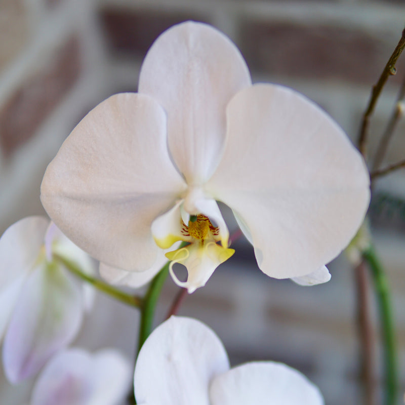 Plant of the Month (October)