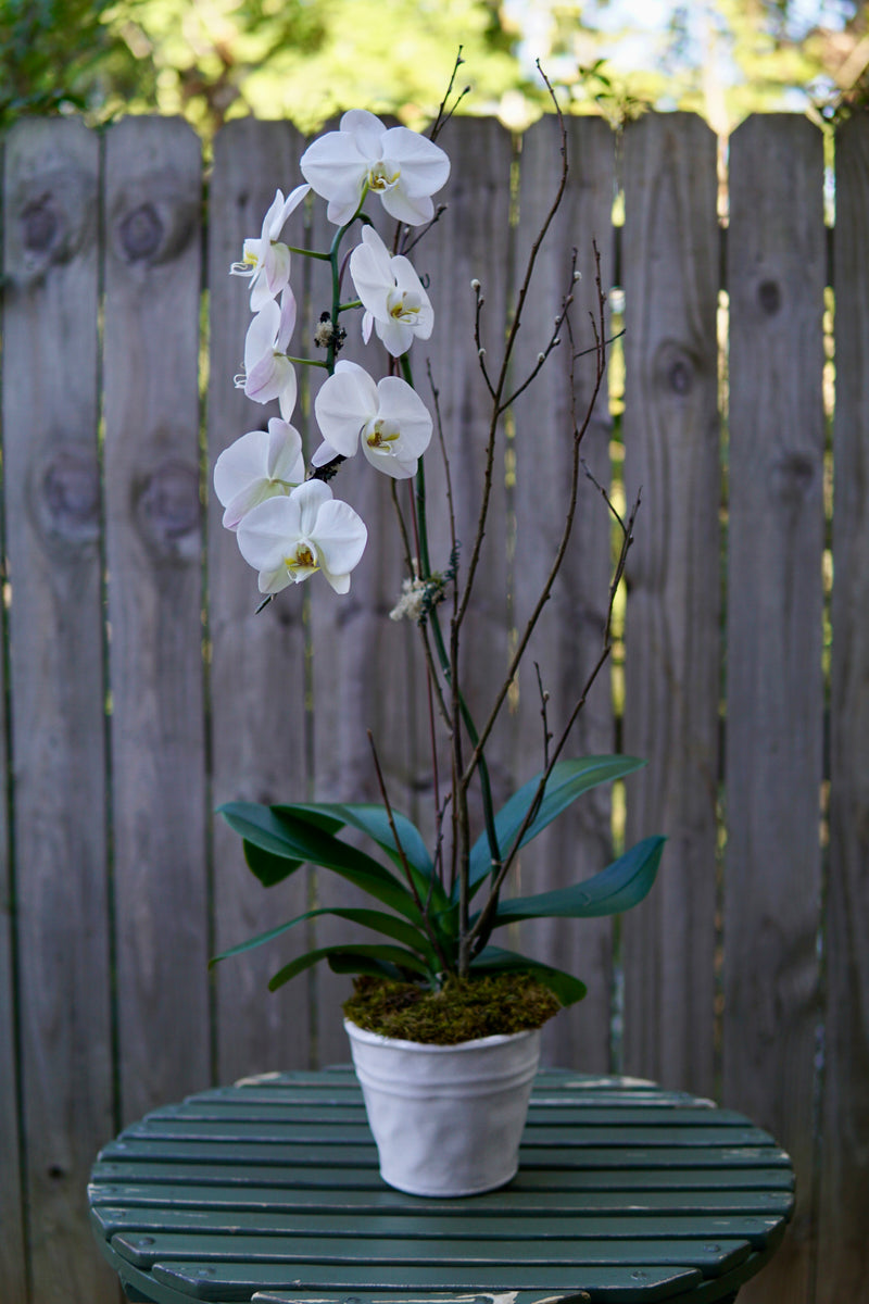 Plant of the Month (October)