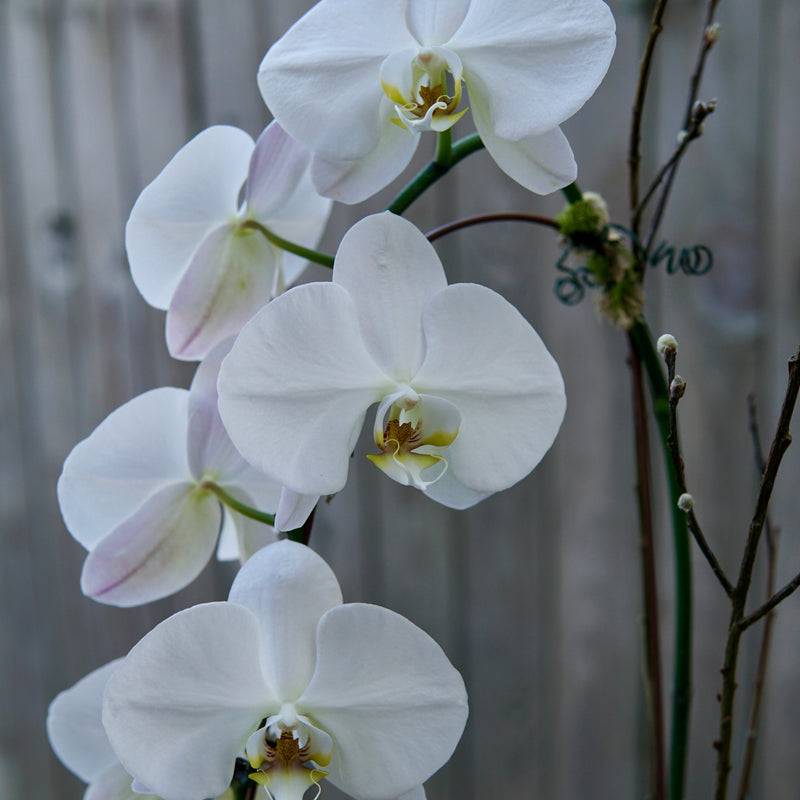 Plant of the Month (October)