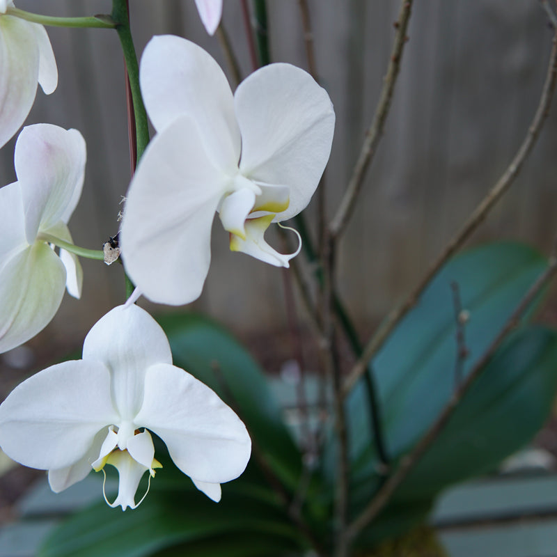 Plant of the Month (October)