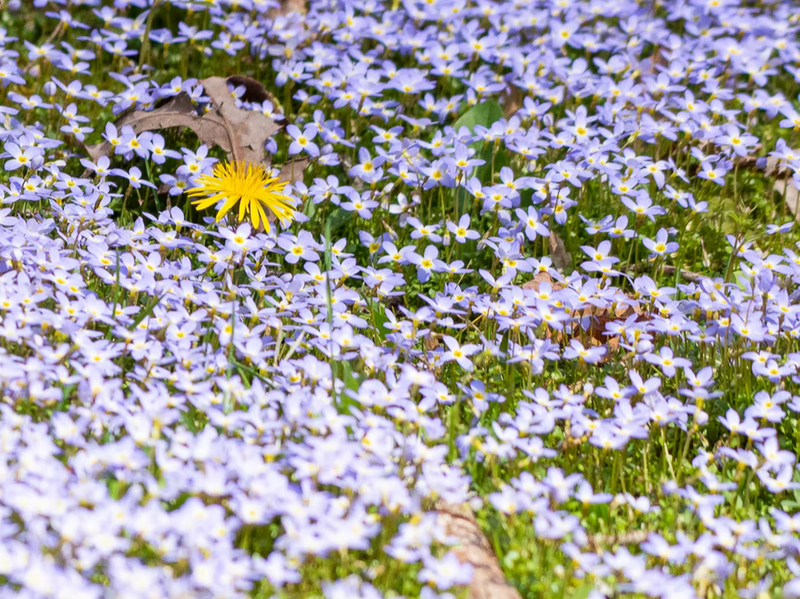 Yellow flower standing out among a field of small purple flowers