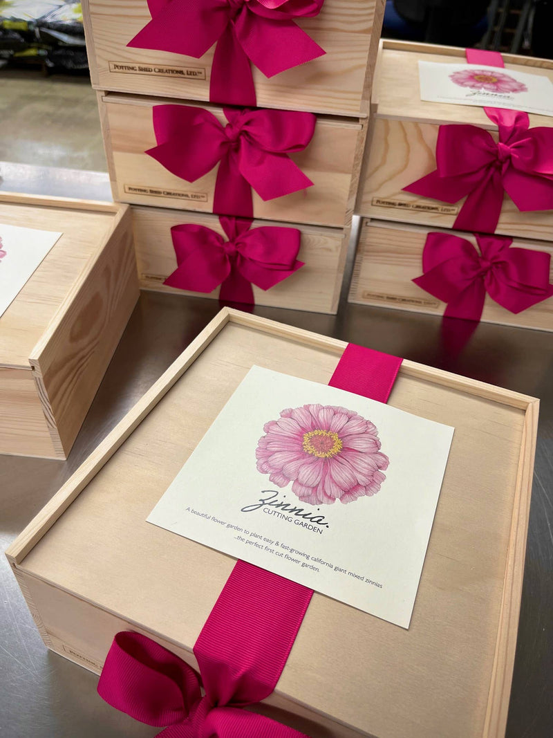 Wooden garden box with bright fuchsia bow ribbon and insert card featuring illustrated pink gerbera daisy and seed planting instructions.