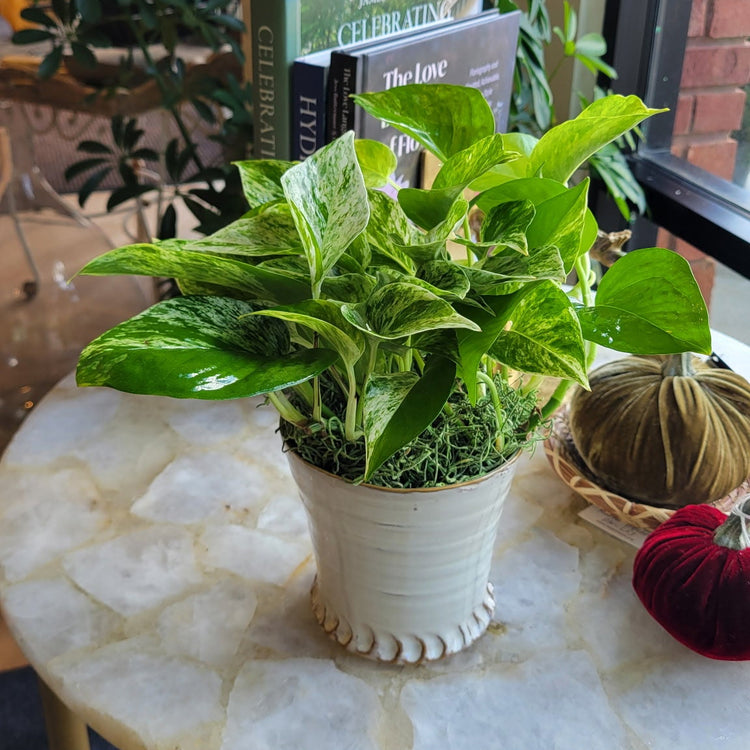 Plant of the Month