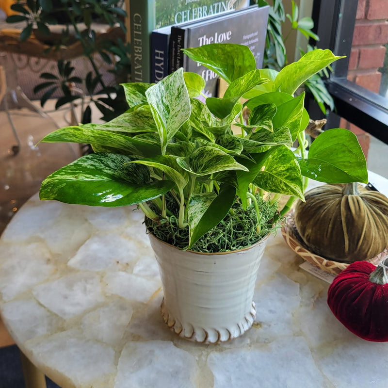 [BV-PM] Queen Marble Pothos in Small Shelby Pot | Plant of the Month (September)