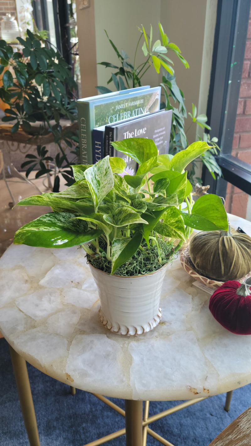[BV-PM] Queen Marble Pothos in Small Shelby Pot | Plant of the Month (September)