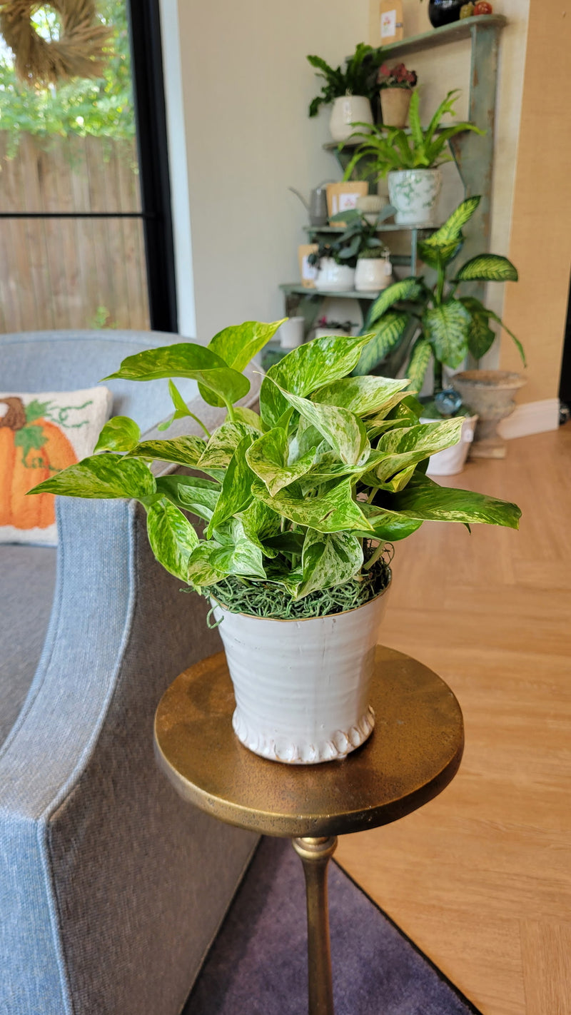 [BV-PM] Queen Marble Pothos in Small Shelby Pot | Plant of the Month (September)