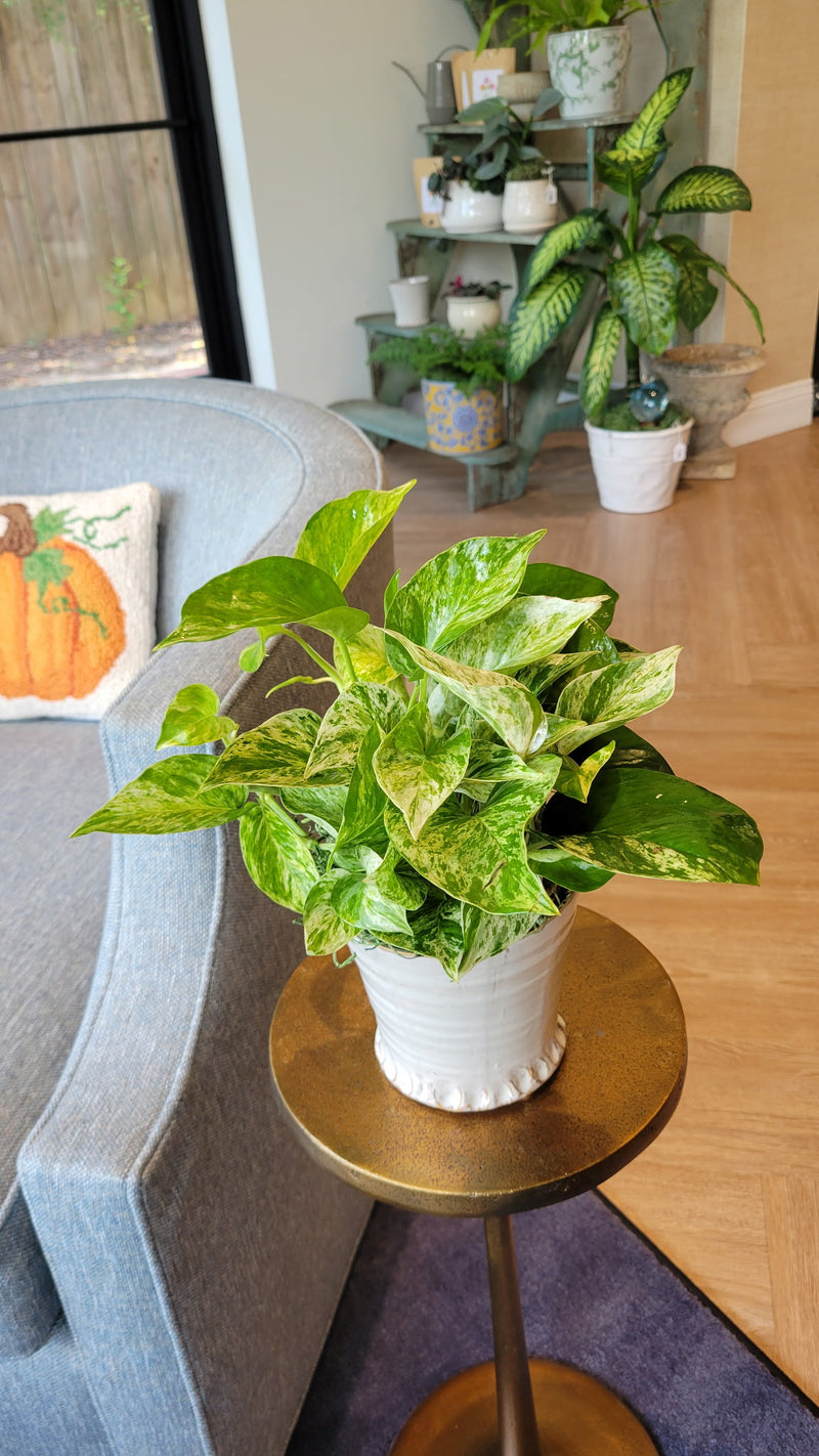 [BV-PM] Queen Marble Pothos in Small Shelby Pot | Plant of the Month (September)