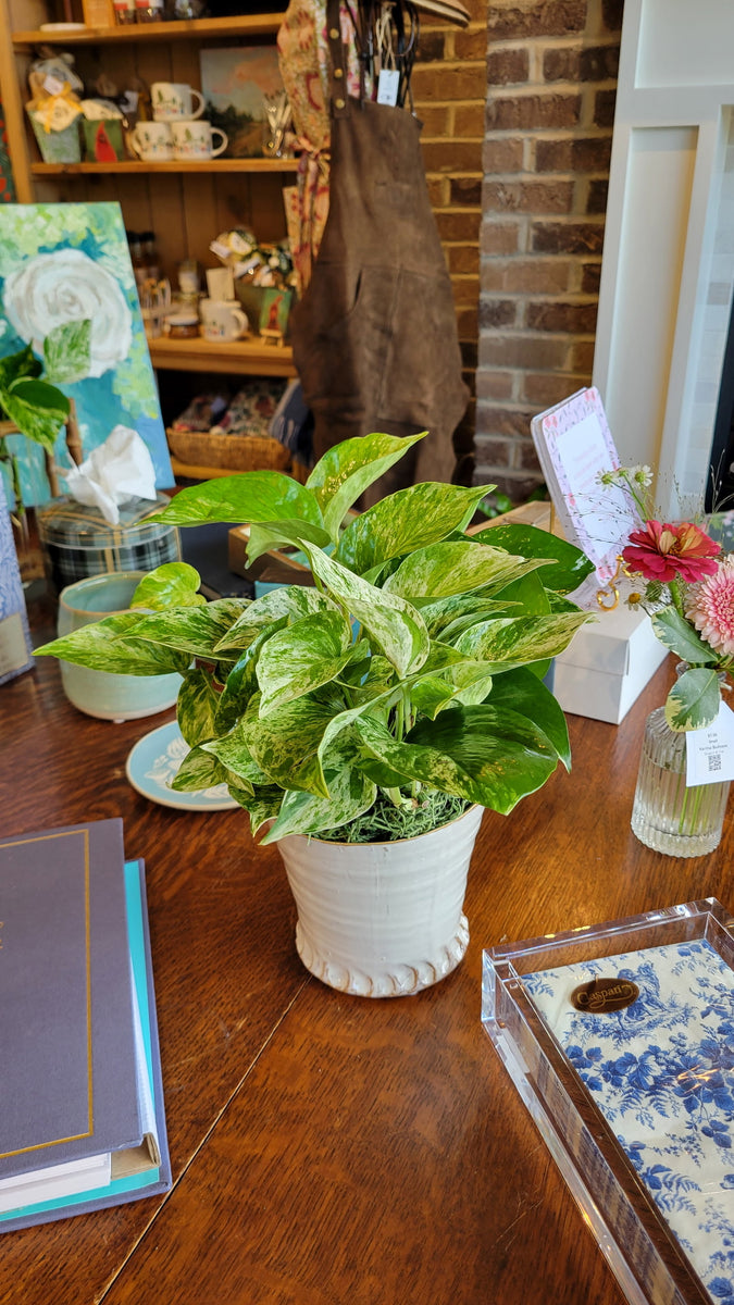 [BV-PM] Queen Marble Pothos in Small Shelby Pot | Plant of the Month (September)