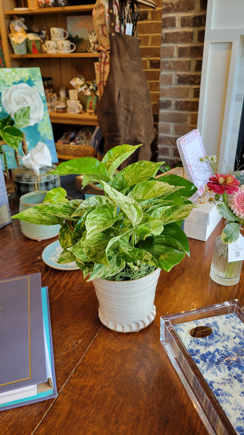 [BV-PM] Queen Marble Pothos in Small Shelby Pot | Plant of the Month (September)