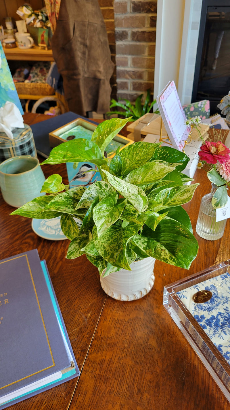 [BV-PM] Queen Marble Pothos in Small Shelby Pot | Plant of the Month (September)