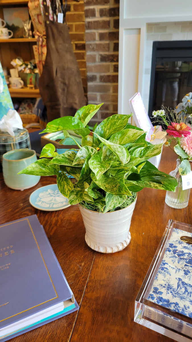 [BV-PM] Queen Marble Pothos in Small Shelby Pot | Plant of the Month (September)