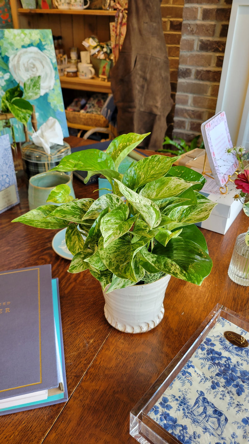 [BV-PM] Queen Marble Pothos in Small Shelby Pot | Plant of the Month (September)
