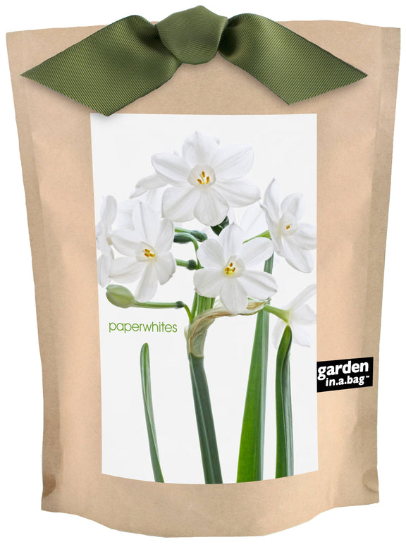 Kraft paper seed packet with green ribbon bow, featuring white paperwhite flowers with yellow centers and green stems on product label.