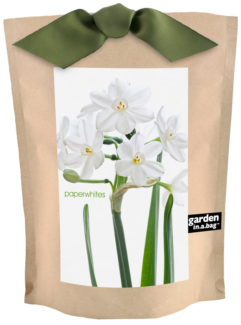 Kraft paper seed packet with green ribbon bow, featuring white paperwhite flowers with yellow centers and green stems on product label.