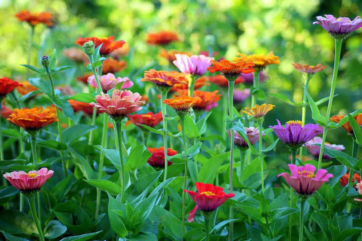Colorful zinnias blooming in shades of red, pink, orange, and purple with vibrant green foliage