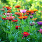 Colorful zinnias blooming in shades of red, pink, orange, and purple with vibrant green foliage