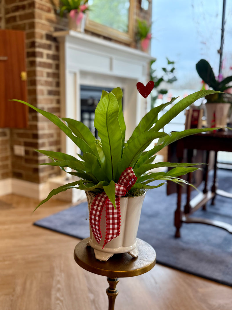 Plant of the Month (February)