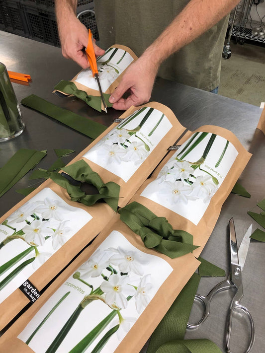 Paperwhite bulb kit assembly with wooden planter trays, white bulbs, fresh green stems, and instruction cards