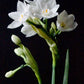 Cluster of white paperwhite narcissus flowers with yellow stamens against black background, delicate petals and green stems visible