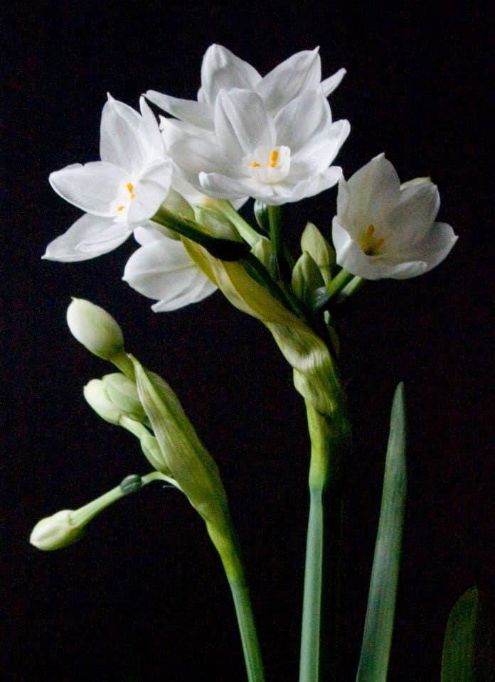 Cluster of white paperwhite narcissus flowers with yellow stamens against black background, delicate petals and green stems visible