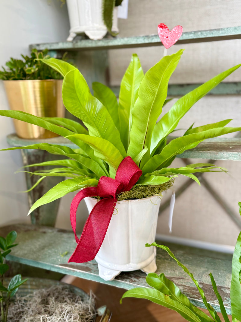 Plant of the Month (February)