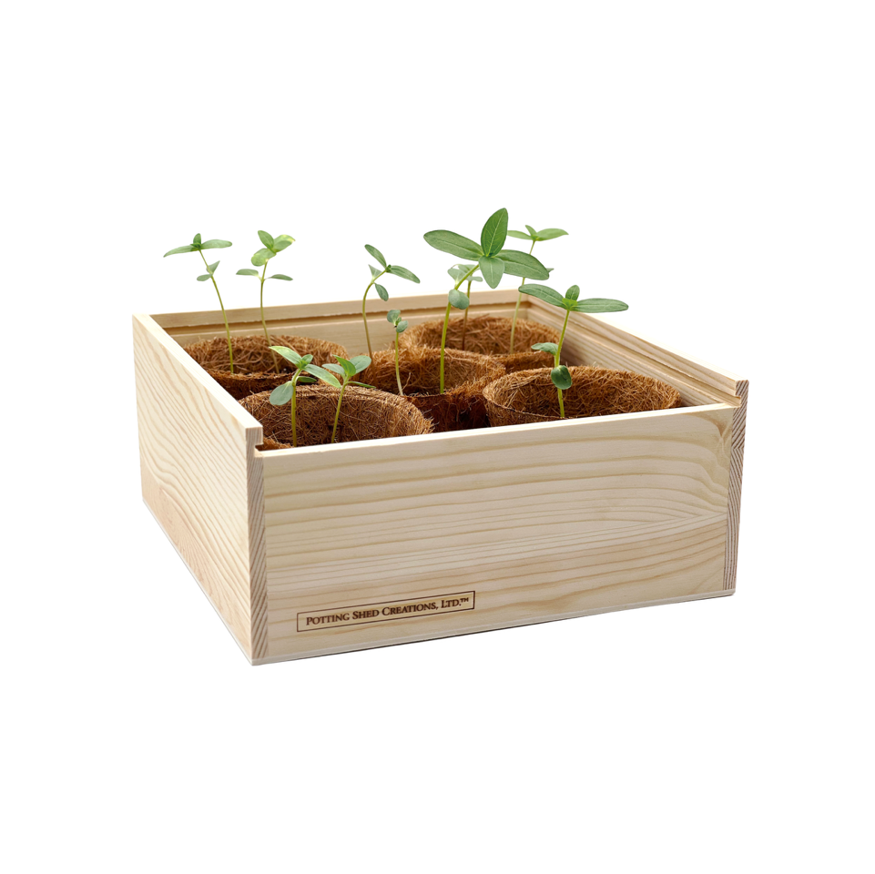 Light wood planter box with six potted herb and plant seedlings, each in individual growing pots with fresh green sprouts