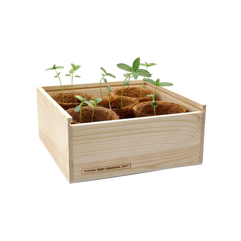 Light wood planter box with six potted herb and plant seedlings, each in individual growing pots with fresh green sprouts