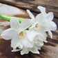 Cluster of white paperwhite narcissus with yellow-orange centers and green stems on weathered wood
