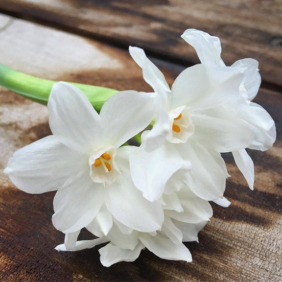 Cluster of white paperwhite narcissus with yellow-orange centers and green stems on weathered wood