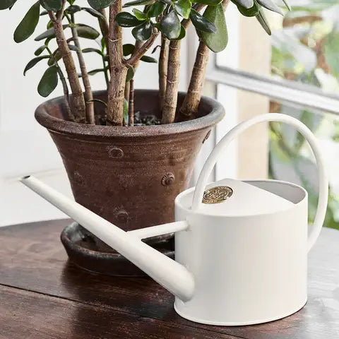 Buttermilk ceramic indoor watering can with arched handle beside terra-cotta potted jade plant on wooden surface