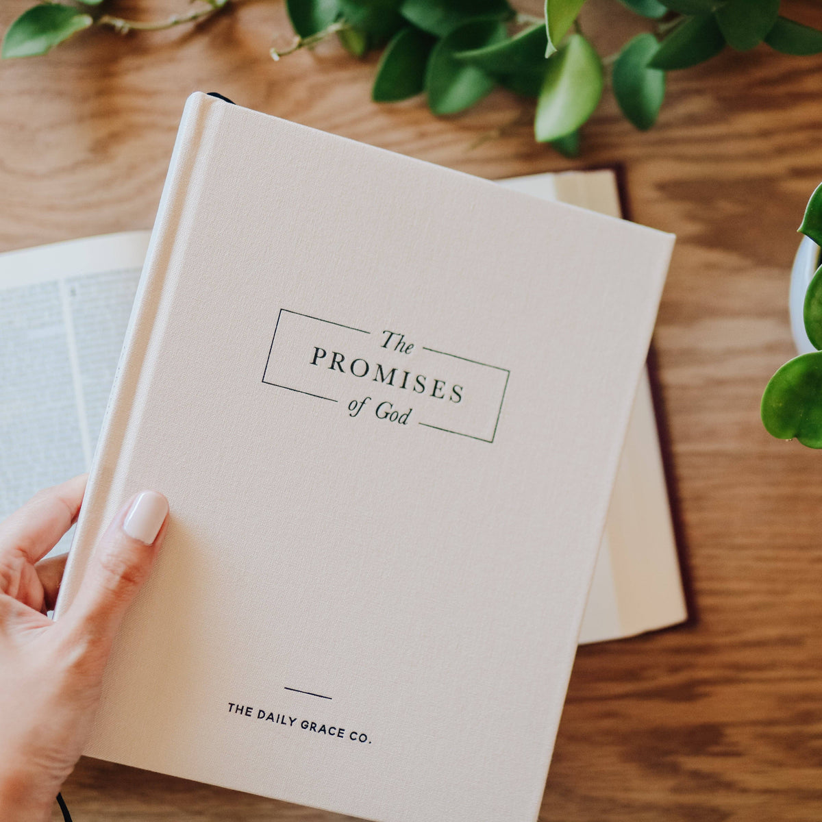 Cream hardcover book "The Promises of God" by The Daily Grace Co. held in hand over wooden surface with green plants