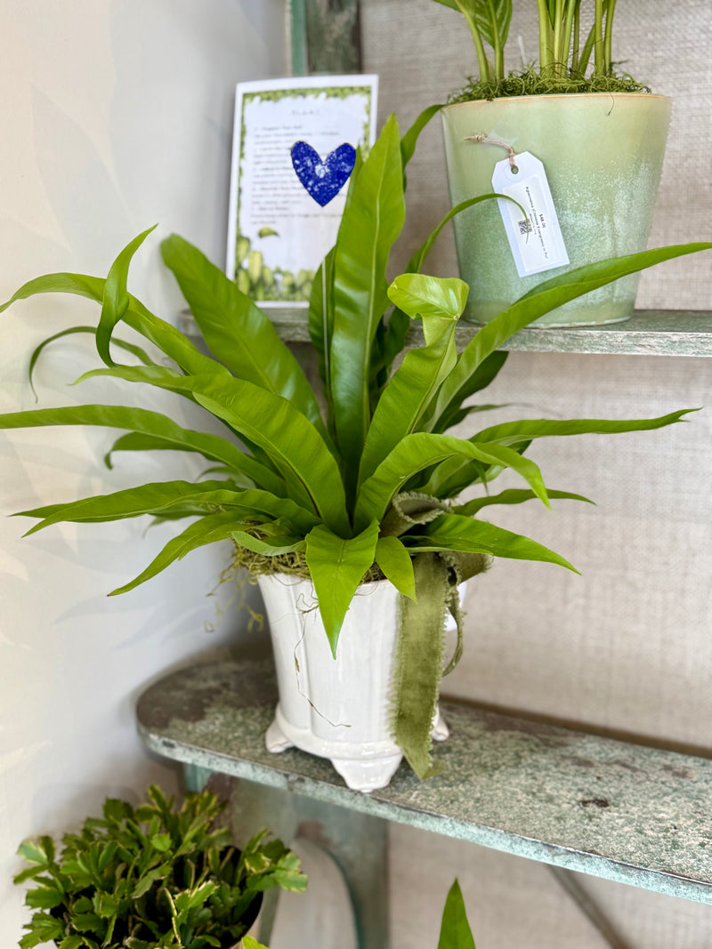 Plant of the Month (February)