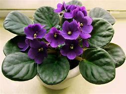 African Violet with deep purple blooms and dark green textured foliage in a white pot