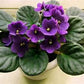 Plant of the Month June | African Violet in Self Watering 6"