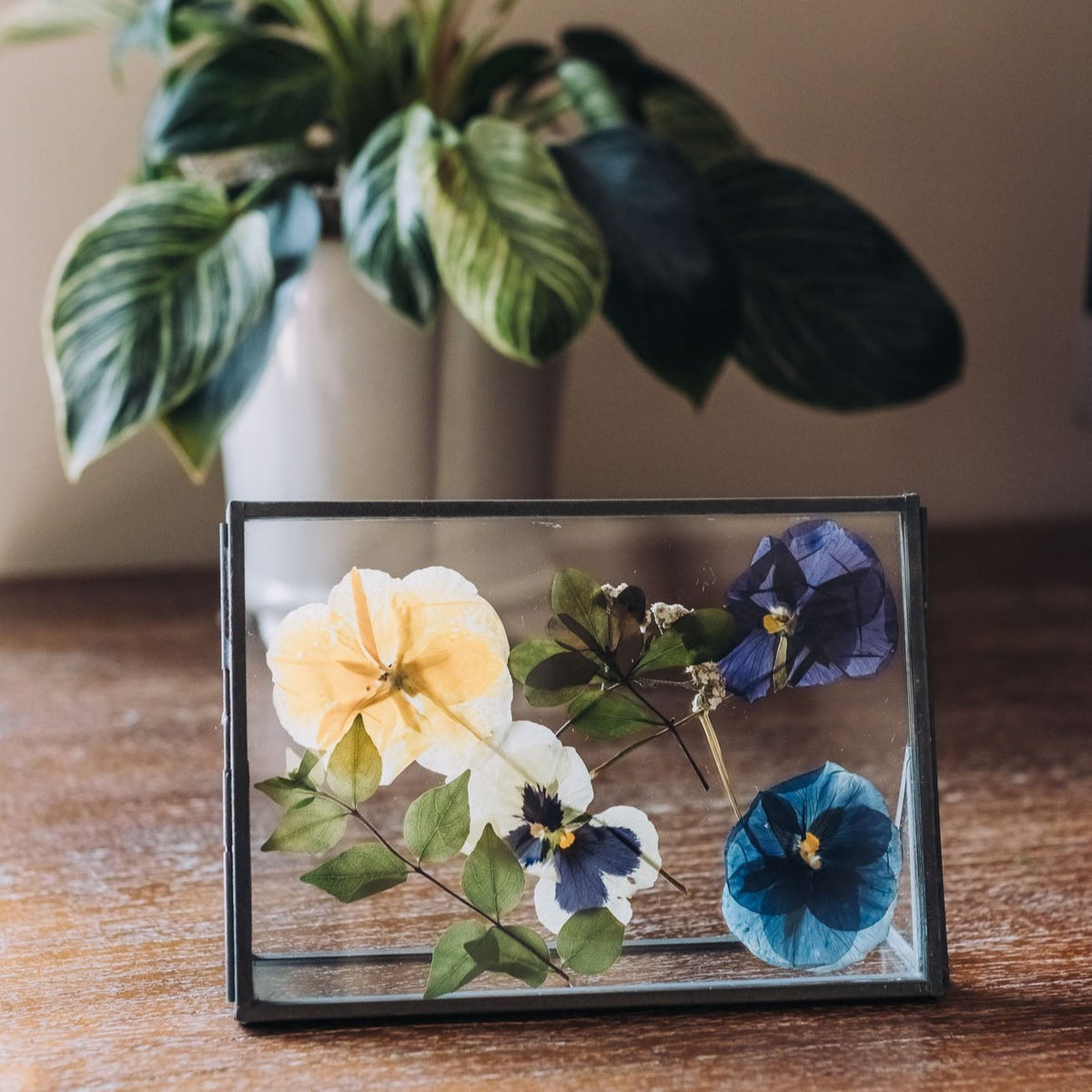 Horizontal floating glass frame with pressed yellow, white, navy, and blue flowers with green foliage, displayed on wood table beside potted plant.