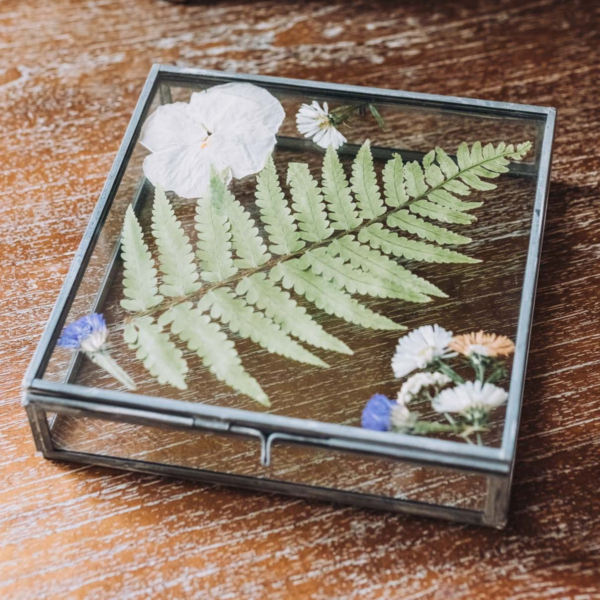 Clear glass and metal-framed square box displaying pressed green fern leaves, white daisies, and blue flowers on dark background