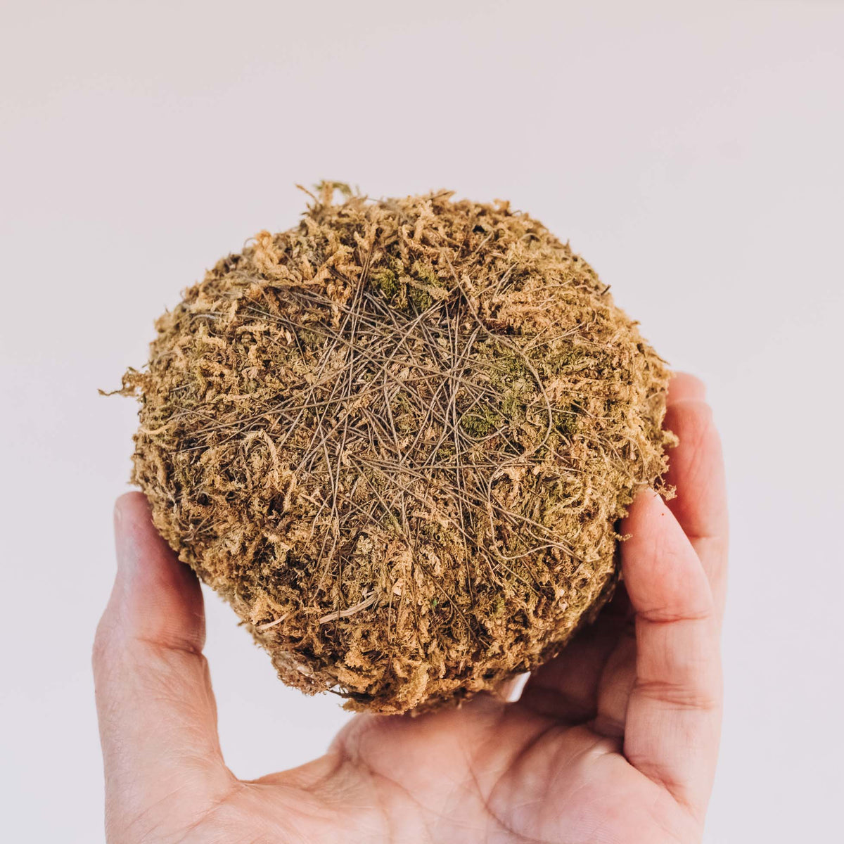 Spherical kokedama moss ball with tan and brown woven fiber structure, cradled in open hands against neutral background