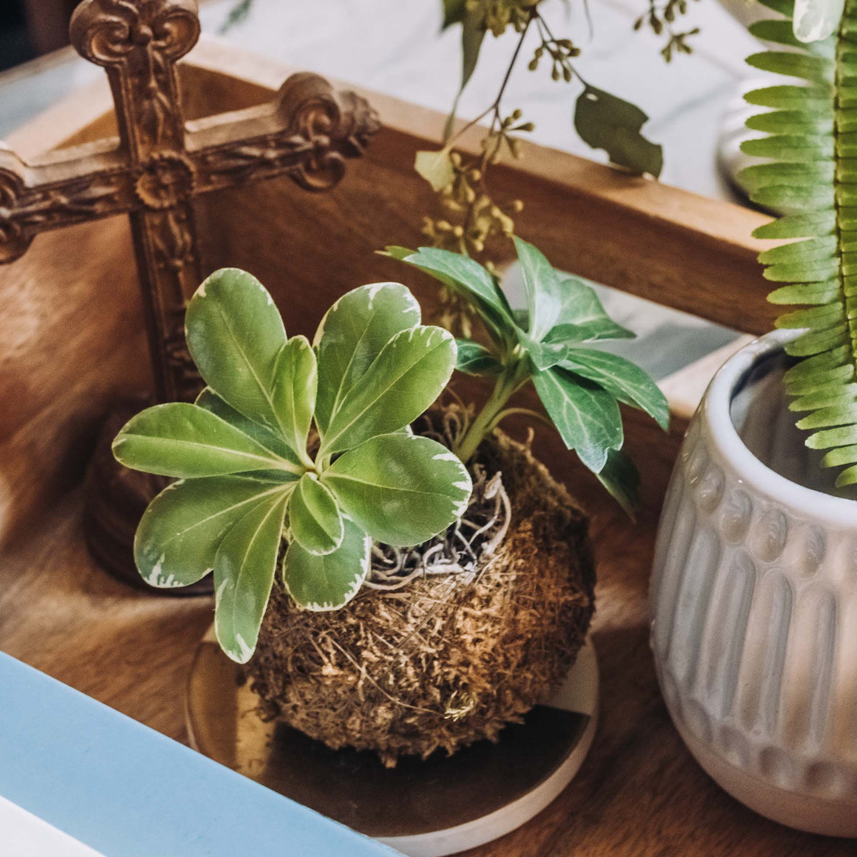Small green succulent in a brown moss-covered kokedama ball, displayed in a shallow ceramic bowl on a wooden tray with other plants nearby