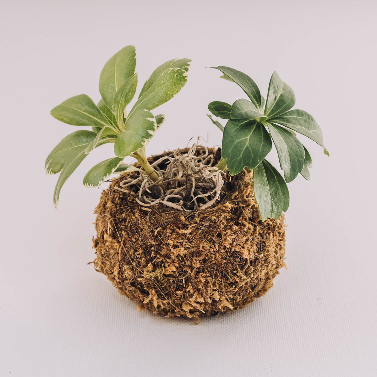 Small kokedama moss ball with green foliage sprouting from exposed roots and soil base