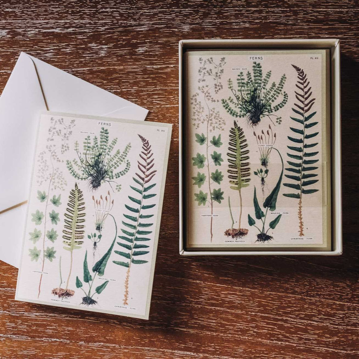 Cavallini boxed note cards featuring vintage botanical fern illustrations in green and burgundy on cream stock, with matching envelope