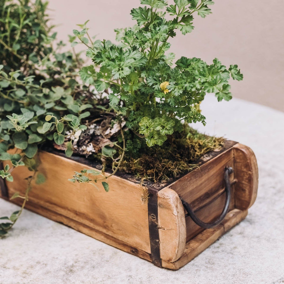 Weathered wooden brick mold with black handles planted with green herbs and succulents in soil