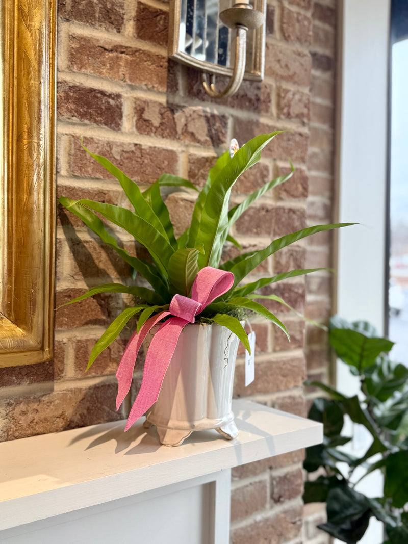 Plant of the Month (February)