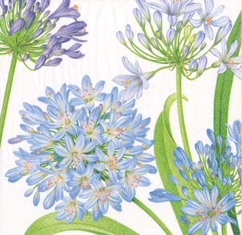 Botanical illustration of blue and purple agapanthus flowers with green stems on cocktail napkins